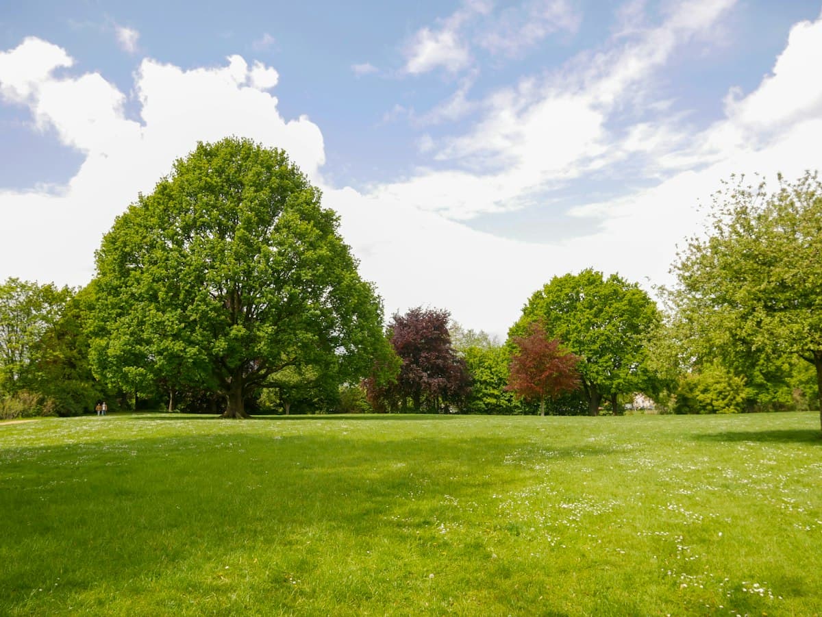Mown lawn with trees